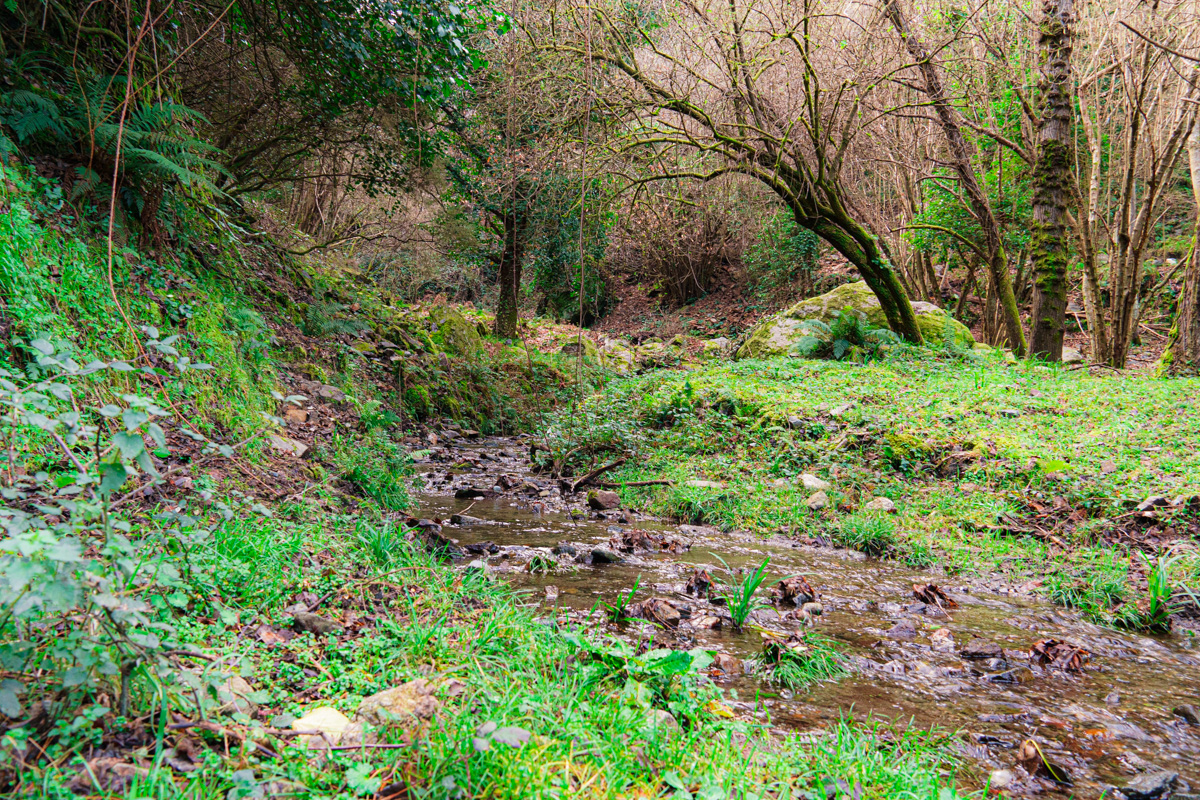 Preescursione ad anello da Ziriò, Pizzo LeoMorto, Portella Piano Verde, Pizzo Impegna, Ziriò del 26 gennaio 2025