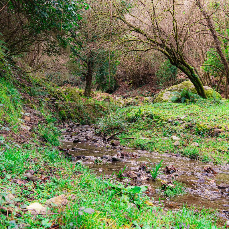 Preescursione ad anello da Ziriò, Pizzo LeoMorto, Portella Piano Verde, Pizzo Impegna, Ziriò del 26 gennaio 2025