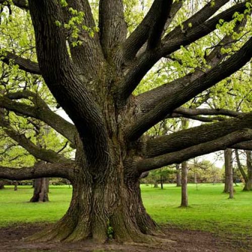 Alberi monumetali